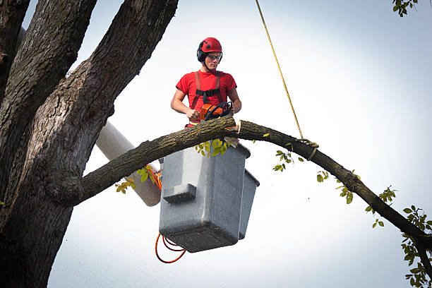 Why Choose Our Tree Removal Services in Mascot, TN?